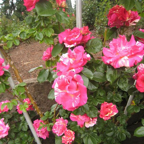 Rosa Wekrosopela - rosa - bianco - Rose per aiuole (Polyanthe – Floribunde) - Rosa ad alberello0
